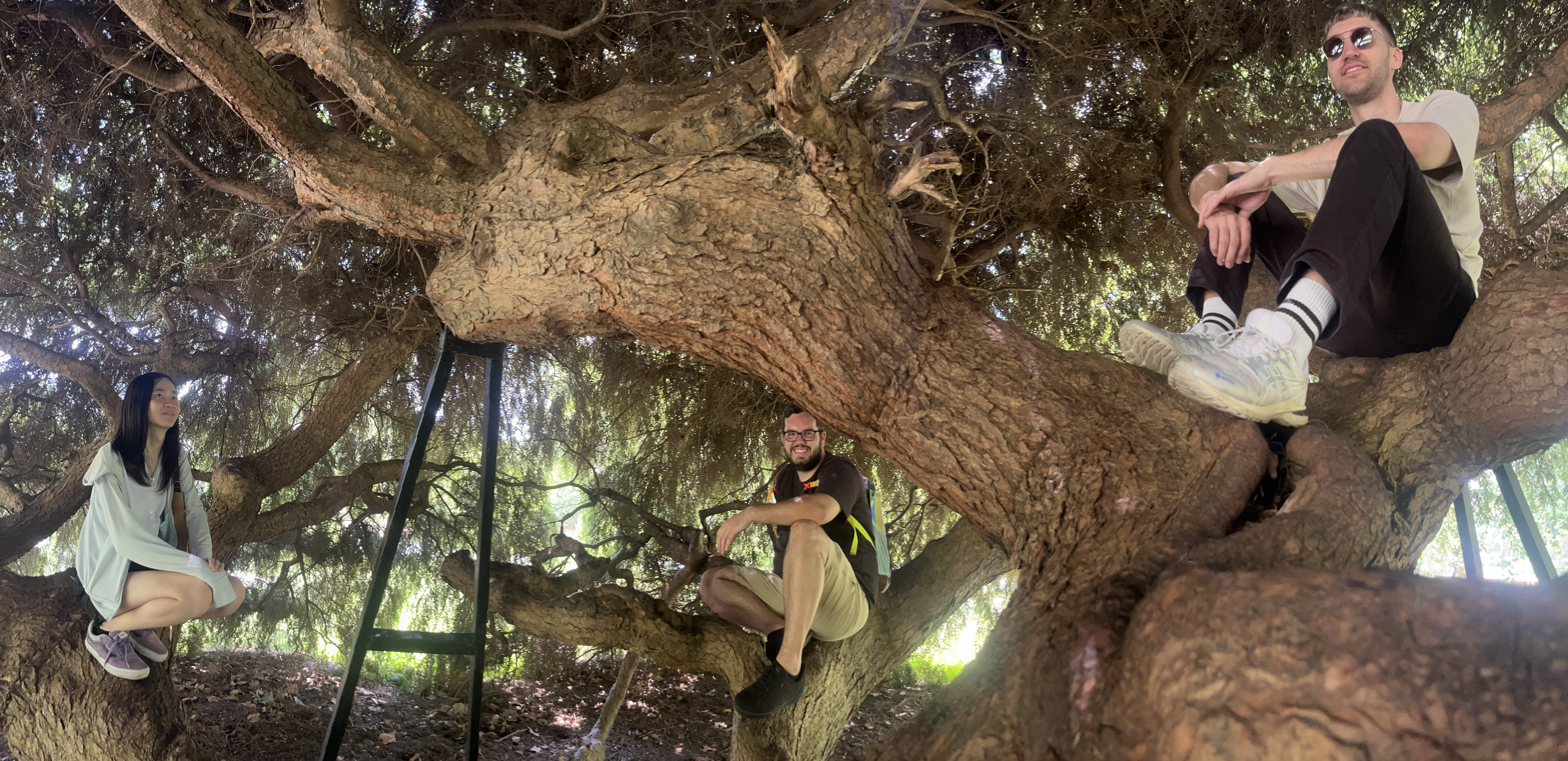 picture of me and two other recursors sitting on a tree